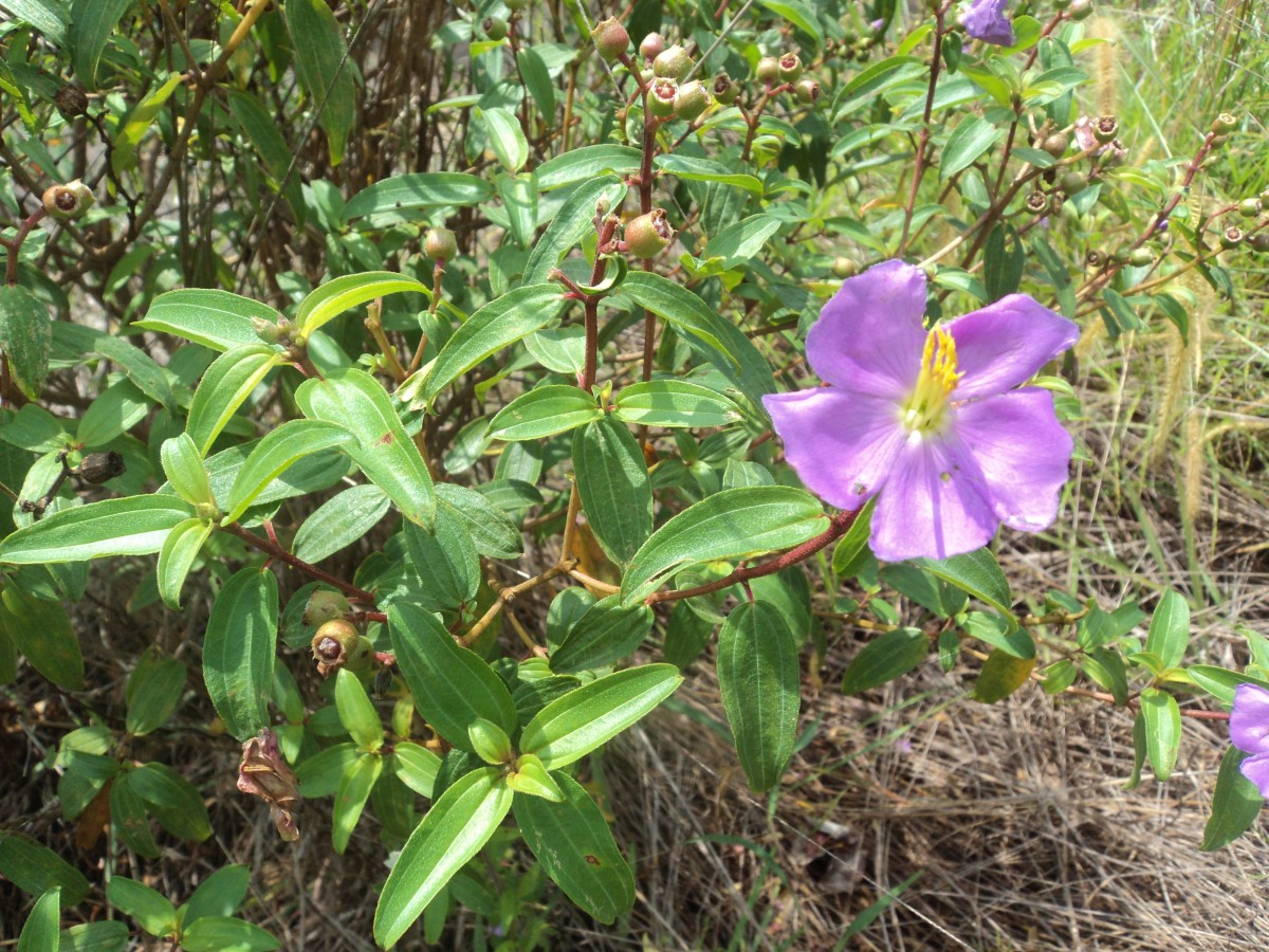 Osbeckia aspera Blume